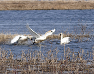 Trumpeter Swans 6754